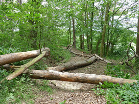 Rodung am Weingarten (Foto: Karl-Franz Thiede)